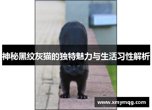 神秘黑纹灰猫的独特魅力与生活习性解析